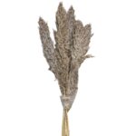 Αποξηραμένα Pampas 7 Κλαδιά 70cm Homie 423130
